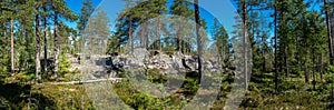 Scenic panorama of wild pine tree forest in Swedish mountains, hot summer day, blue sky with small white clouds, still air, no