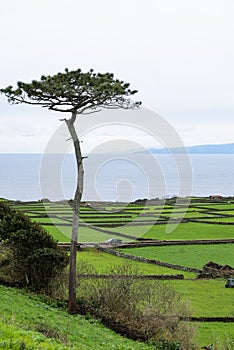 Scenic pastureland by the sea with single tree, Terceira Portugal, vertical
