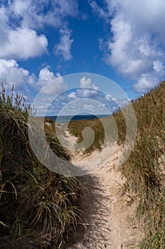 Scenic path along the sandy dunes, lined with tall grass at Thy National Park in Denmark.