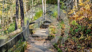 scenic path in autumn forest