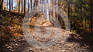 scenic path in autumn forest