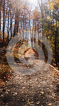 scenic path in autumn forest