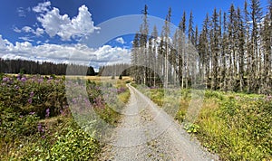 A scenic path through the Harz mountains in Germany on a sunny summer day