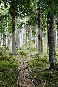 Scenic path through a lush forest, featuring tall trees.