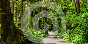Scenic path through lush green rain forest in Oregon photo
