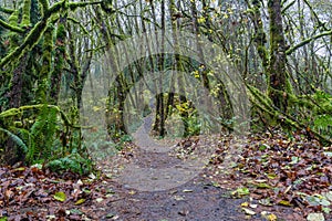 Scenic pathway in the forest