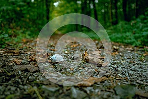 Scenic pathway leading through a lush, wooded forest, surrounded by tall, majestic trees