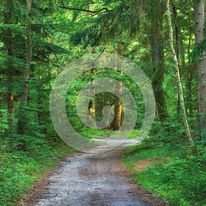 Scenic pathway surrounded by lush green trees and greenery in nature in a Danish forest in springtime. Deserted walkway