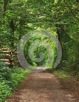Scenic pathway surrounded by lush green trees and greenery in nature in a Danish forest in springtime. Secluded and
