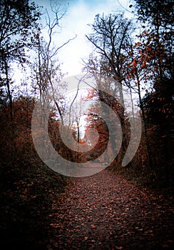 Scenic pathway surrounded by trees and foliage in Fontainebleau Forest