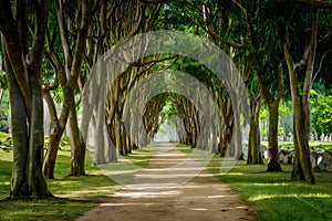 Scenic pathways meander through Thailands serene public parks