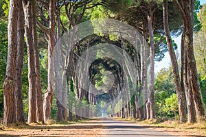 Scenic pine road in the Natural Park of Migliarino San Rossore Massaciuccoli.