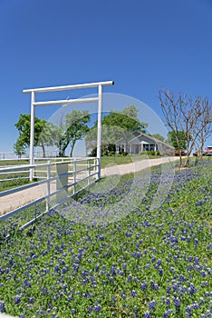 Scenic ranch landscape in Texas with wildflower Bluebonnet blooming