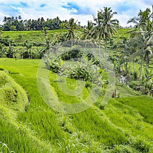 Scenic rice paddys in Bali with palm trees