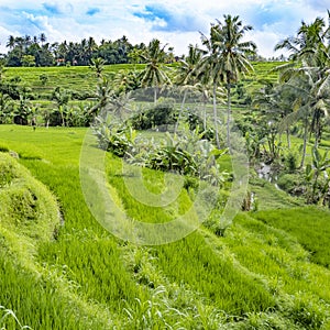 Scenic rice paddys in Bali with palm trees photo
