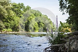 Scenic River flowing through Nature and watering and nourishing Plants and purple Wild Flowers