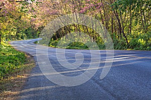 Scenic road with cheery blossom