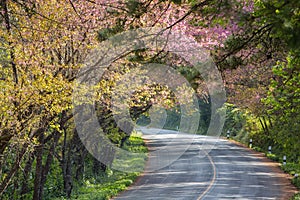 Scenic road with cheery blossom