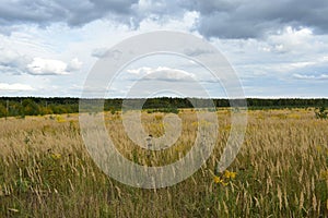 Scenic road through the forest. Rustic landscape. Green grass, trees, shrubs. Sky