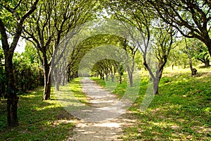 Scenic road through green forest