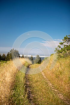 Scenic road passes through a lush and verdant field of yellow grass, Portola Valley, California photo