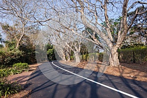 Scenic Road Residential Trees