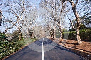 Scenic Road Residential Trees