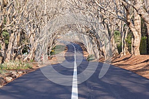 Scenic Road Residential Trees