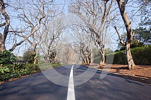 Scenic Road Residential Trees