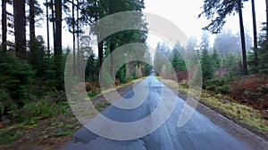 Scenic Road surrounded by Trees in Port Renfrew. Daylight, Spring Season. British Columbia, Canada
