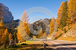 Scenic roadway in Dolomite Alps with beautiful yellow larch trees and mountains on background