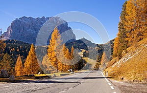 Scenic roadway in Dolomite Alps with beautiful yellow larch trees and Sassolungo mountain on background.