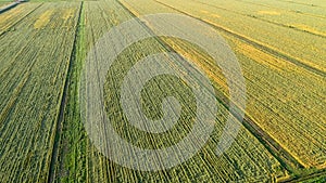 Scenic rows of agricultural fields