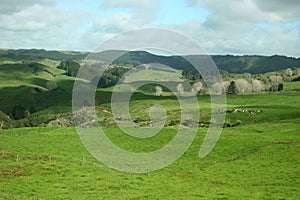 Scenic rural landscape of pastureland, rolling hills and trees on sunny day in Waitomo, New Zealand
