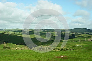 Scenic rural landscape of pastureland, rolling hills and trees on sunny day in Waitomo, New Zealand