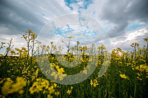 Scenic rural landscape with yellow rape, rapeseed or canola field. (Blooming canola flowers close up with clouds