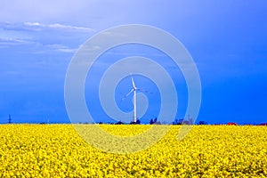 Scenic rural landscape with yellow rape, rapeseed or canola field. Rapeseed field, Blooming canola flowers close up. Rape on the