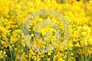 Scenic rural landscape with yellow rape, rapeseed or canola field. Rapeseed field, Blooming canola flowers close up. Rape on the f