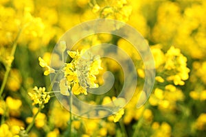 Scenic rural landscape with yellow rape, rapeseed or canola field. Rapeseed field, Blooming canola flowers close up. Rape on the f