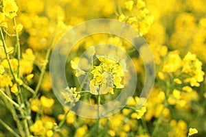 Scenic rural landscape with yellow rape, rapeseed or canola field. Rapeseed field, Blooming canola flowers close up. Rape on the f