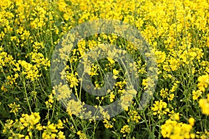 Scenic rural landscape with yellow rape, rapeseed or canola field. Rapeseed field, Blooming canola flowers close up. Rape on the f