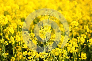 Scenic rural landscape with yellow rape, rapeseed or canola field. Rapeseed field, Blooming canola flowers close up. Rape on the f