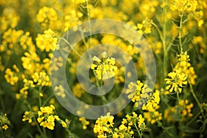 Scenic rural landscape with yellow rape, rapeseed or canola field. Rapeseed field, Blooming canola flowers close up. Rape on the f