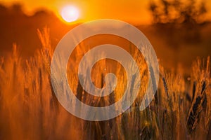 Scenic rural morning scene at sunrise with a wheat field