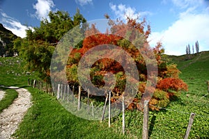 Scenic rural vista of grassland, rolling hill, barbed wire fence and colored trees on sunny day in Waitomo, New Zealand