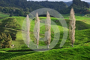 Scenic rural vista of grassland, rolling hills, forest, and skinny leafless cypress trees on sunny day in Waitomo, New Zealand