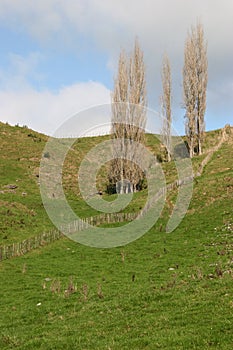 Scenic rural vista of grassland, rolling hills, wire fence and skinny leafless cypress trees on sunny day in Waitomo, New Zealand