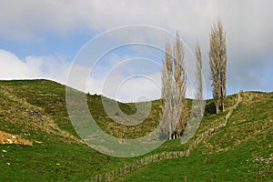 Scenic rural vista of grassland, rolling hills, wire fence and skinny leafless cypress trees on sunny day in Waitomo, New Zealand