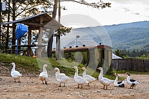 Scenic rustic landscape of a peasant village with white geese grazing at summer. Peaceful life at Russian Caucasus mountain