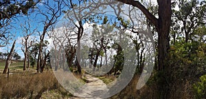 Scenic sandy road to the old farm. Alley of old crooked trees. Panoramic view,